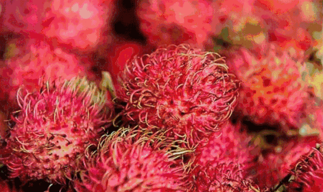 4.gif