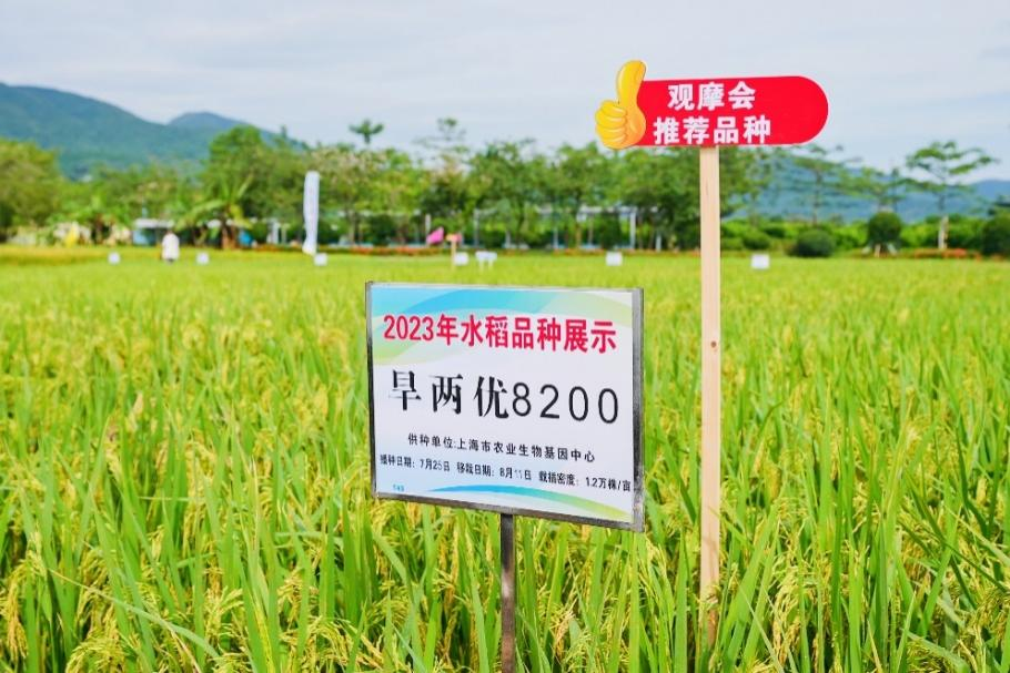 促发展 | 节水抗旱稻“旱两优8200”获评大会推荐品种 陵水南繁产业发展研究院助力核心种质创制